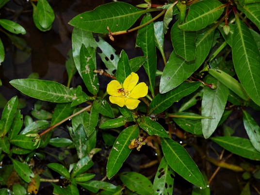 {Ludwigia peploides var. glabrescens}